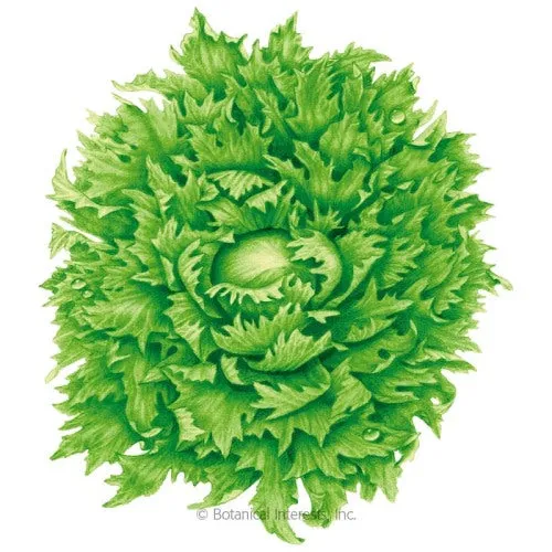 Ice Queen (Reine des Glaces) Crisphead Lettuce Seeds